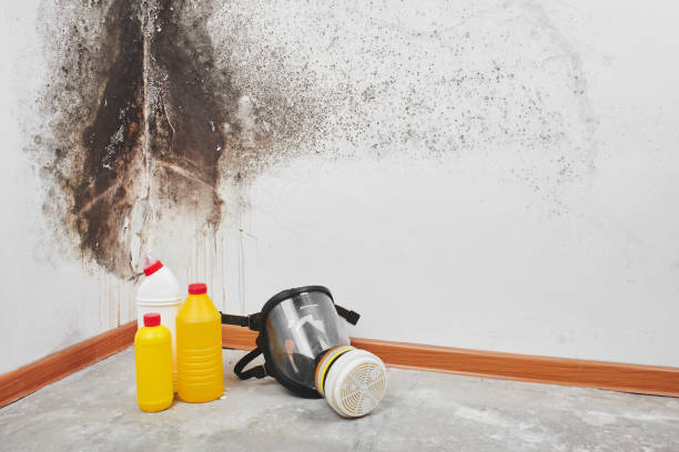 Best Best Mold Removal Companies  in Warsaw, IN