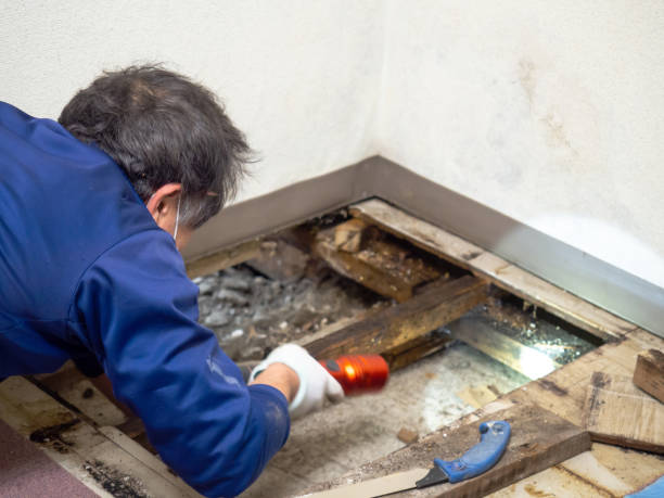 Best Mold Cleaning Services  in Warsaw, IN