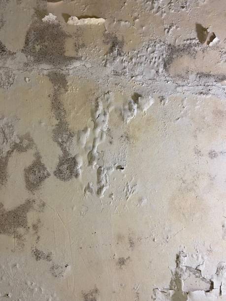 Best Local Mold Removal Service  in Warsaw, IN