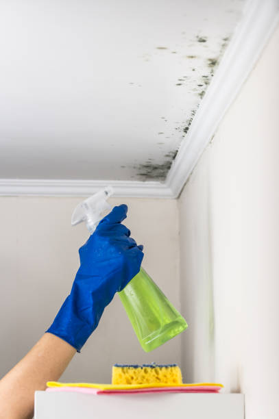 Best Mold Removal Company Near Me  in Warsaw, IN