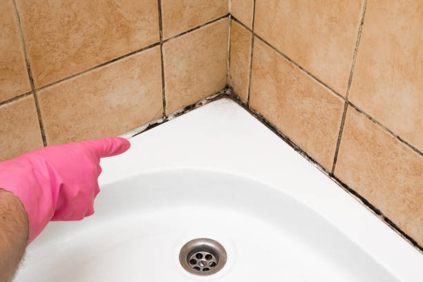 Best Commercial Mold Removal  in Warsaw, IN