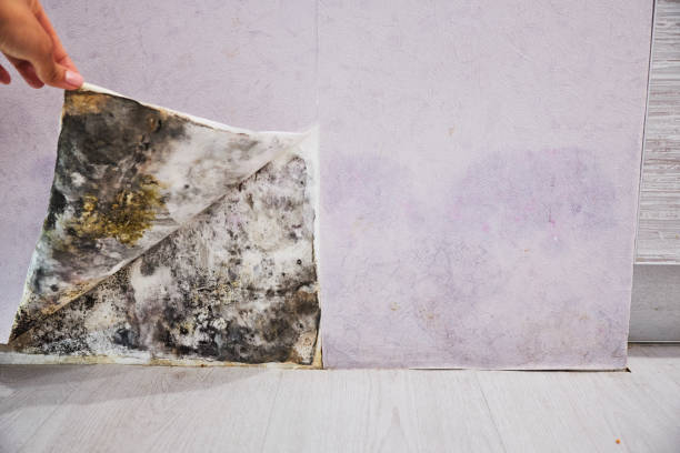 Warsaw, IN Mold Removal Company